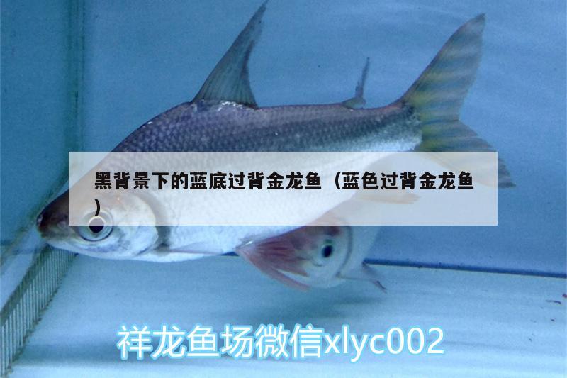 黑背景下的藍(lán)底過背金龍魚（藍(lán)色過背金龍魚） 過背金龍魚 第2張