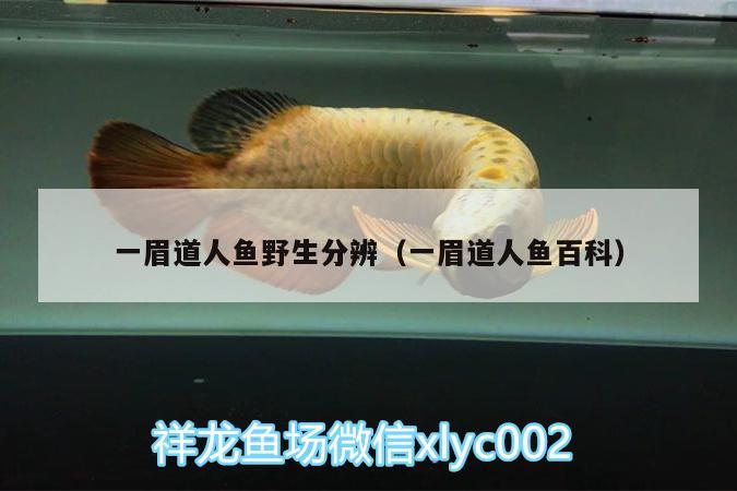 一眉道人魚野生分辨（一眉道人魚百科）