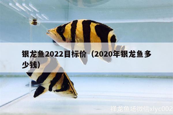 銀龍魚2022目標(biāo)價(jià)（2020年銀龍魚多少錢）