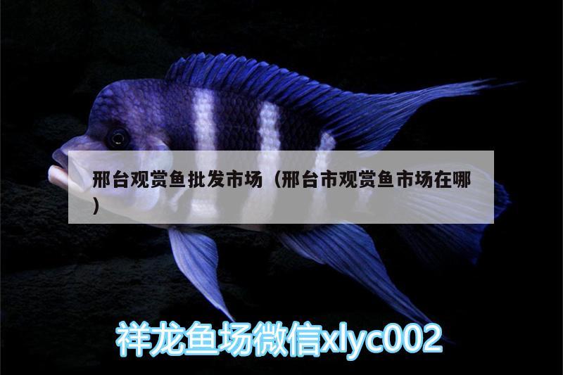 邢臺觀賞魚批發(fā)市場（邢臺市觀賞魚市場在哪） 觀賞魚批發(fā)