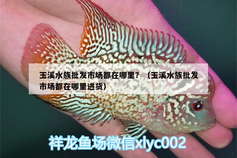 玉溪水族批發(fā)市場都在哪里？（玉溪水族批發(fā)市場都在哪里進貨） 觀賞魚水族批發(fā)市場