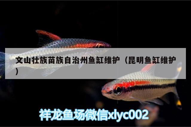 文山壯族苗族自治州魚缸維護（昆明魚缸維護） 銀龍魚苗