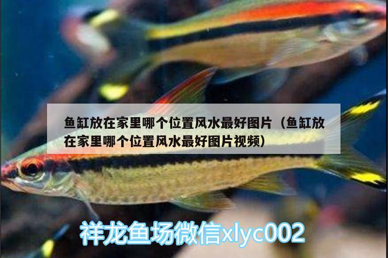 魚缸放在家里哪個(gè)位置風(fēng)水最好圖片（魚缸放在家里哪個(gè)位置風(fēng)水最好圖片視頻） 魚缸風(fēng)水