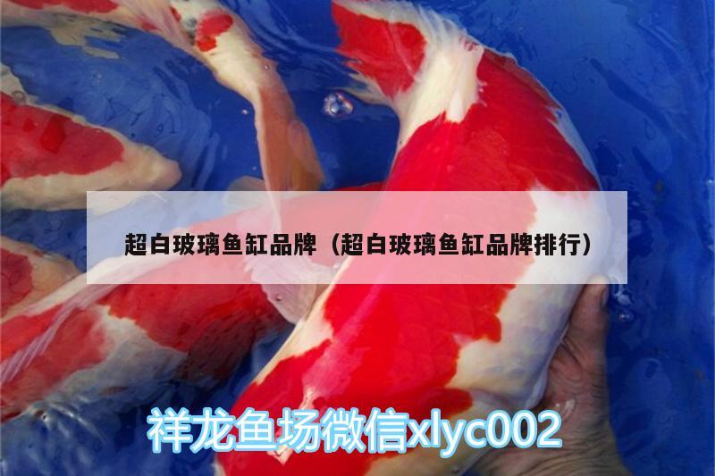 超白玻璃魚缸品牌（超白玻璃魚缸品牌排行）