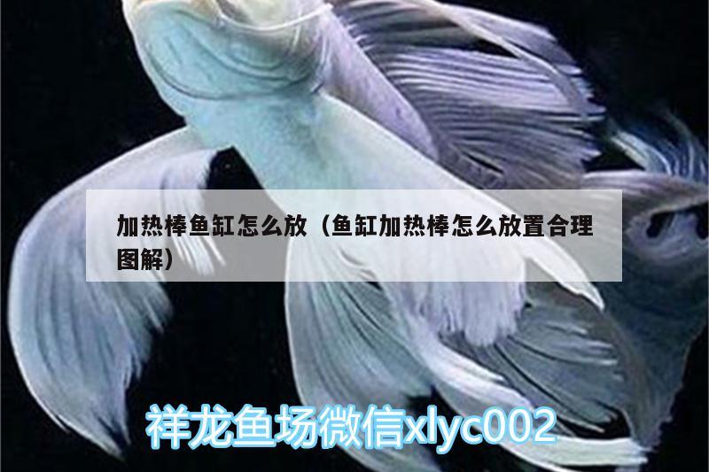 加熱棒魚缸怎么放（魚缸加熱棒怎么放置合理圖解）