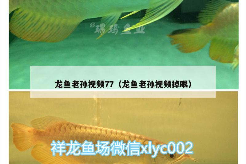 龍魚老孫視頻77（龍魚老孫視頻掉眼） 龍鳳鯉魚