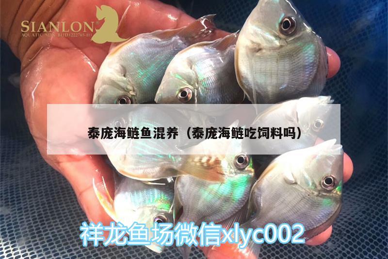 泰龐海鰱魚(yú)混養(yǎng)（泰龐海鰱吃飼料嗎） 泰龐海鰱魚(yú)