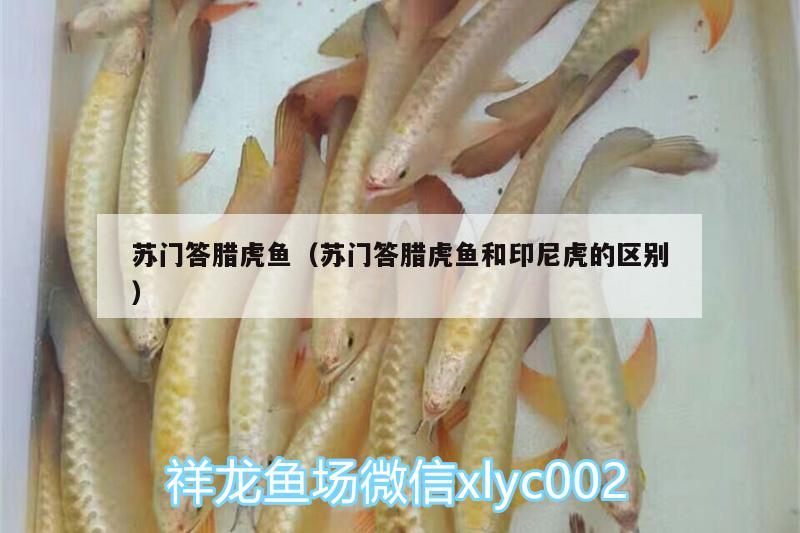 蘇門答臘虎魚(yú)（蘇門答臘虎魚(yú)和印尼虎的區(qū)別）