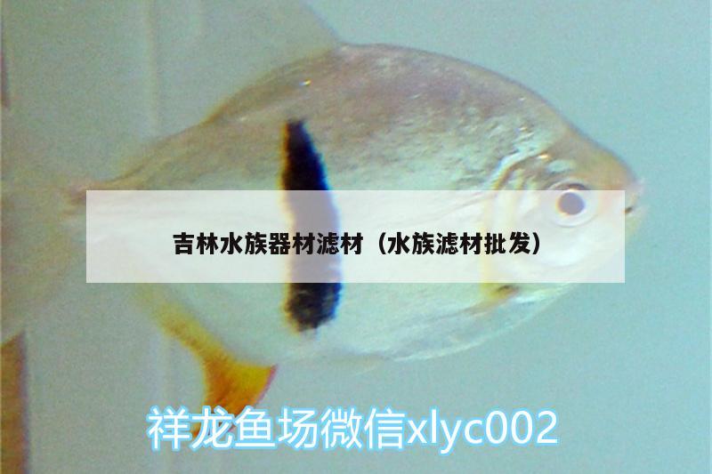 吉林水族器材濾材（水族濾材批發(fā)） 白條過背金龍魚