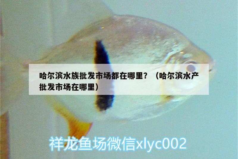 哈爾濱水族批發(fā)市場都在哪里？（哈爾濱水產(chǎn)批發(fā)市場在哪里） 觀賞魚水族批發(fā)市場