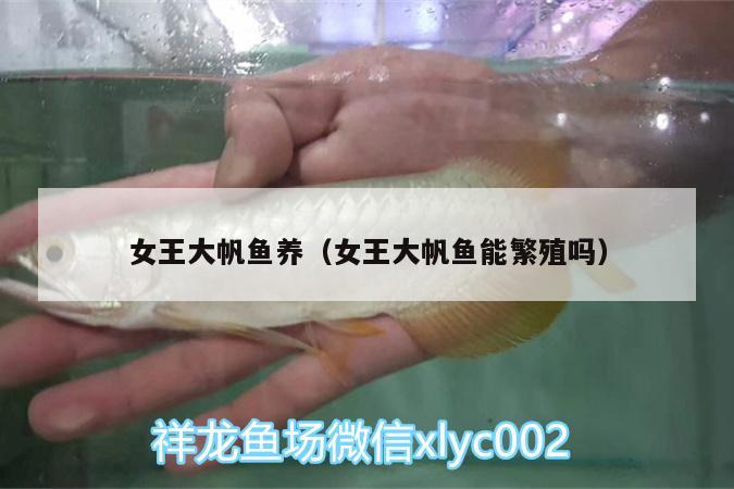 女王大帆魚養(yǎng)（女王大帆魚能繁殖嗎）