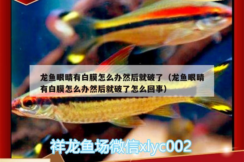 龍魚眼睛有白膜怎么辦然后就破了（龍魚眼睛有白膜怎么辦然后就破了怎么回事）