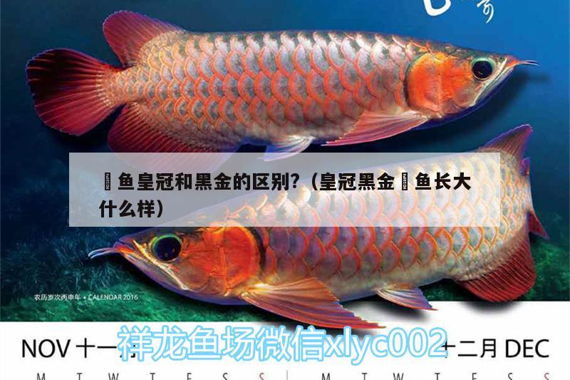 魟魚皇冠和黑金的區(qū)別?（皇冠黑金魟魚長大什么樣） 黑金魟魚