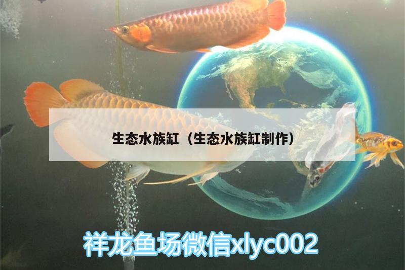 生態(tài)水族缸（生態(tài)水族缸制作） 海象魚