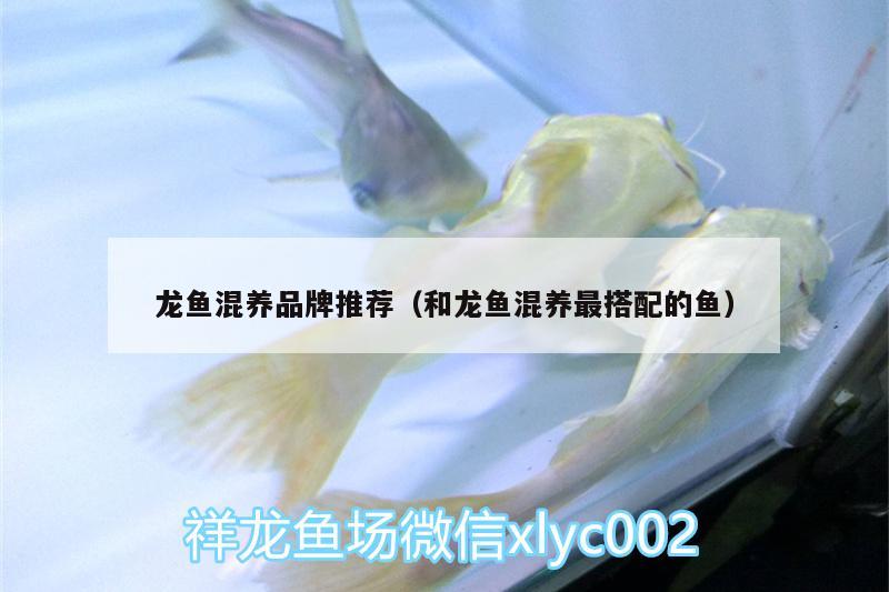 龍魚混養(yǎng)品牌推薦（和龍魚混養(yǎng)最搭配的魚） 祥龍藍(lán)珀金龍魚