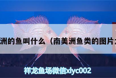 南美洲的魚叫什么（南美洲魚類的圖片大全） 慈雕魚