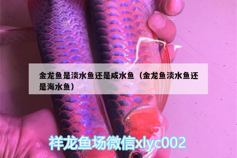 金龍魚是淡水魚還是咸水魚（金龍魚淡水魚還是海水魚）