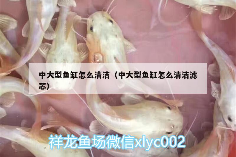 中大型魚(yú)缸怎么清潔（中大型魚(yú)缸怎么清潔濾芯） 帝王三間魚(yú)