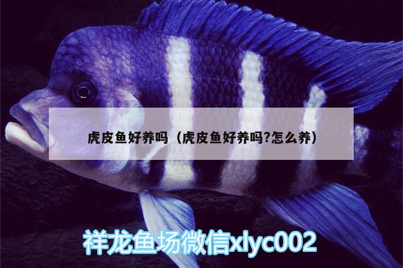 虎皮魚好養(yǎng)嗎（虎皮魚好養(yǎng)嗎?怎么養(yǎng)）