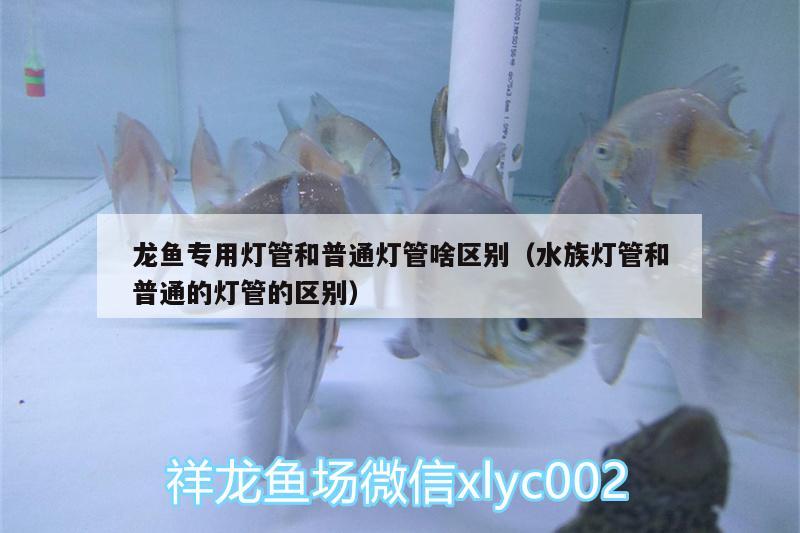 龍魚專用燈管和普通燈管啥區(qū)別（水族燈管和普通的燈管的區(qū)別） 雪龍魚