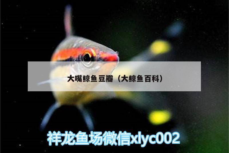 大嘴鯨魚豆瓣（大鯨魚百科） 大嘴鯨魚