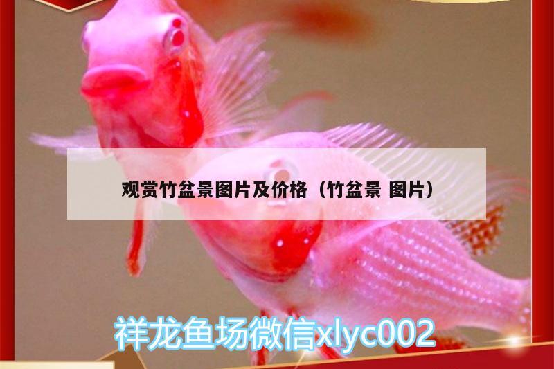 觀賞竹盆景圖片及價(jià)格（竹盆景圖片） 巴西亞魚苗