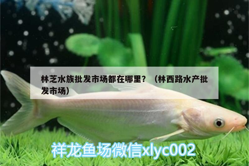 林芝水族批發(fā)市場(chǎng)都在哪里？（林西路水產(chǎn)批發(fā)市場(chǎng)） 觀賞魚(yú)水族批發(fā)市場(chǎng)