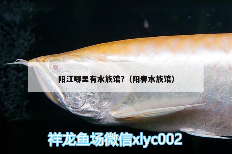 陽(yáng)江哪里有水族館?（陽(yáng)春水族館） 馬拉莫寶石魚(yú)