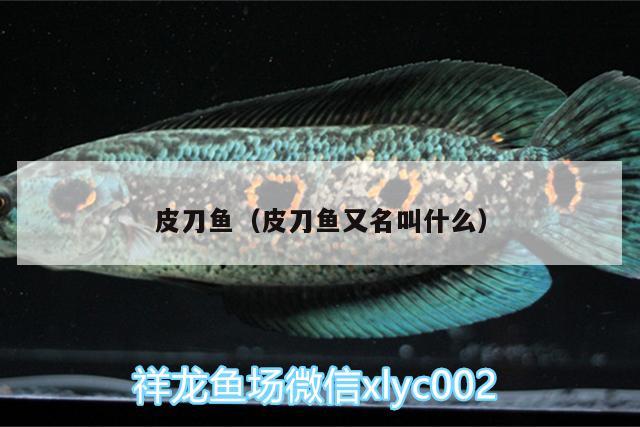 皮刀魚（皮刀魚又名叫什么）