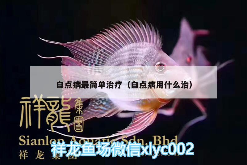 白點病最簡單治療（白點病用什么治） 白子金龍魚