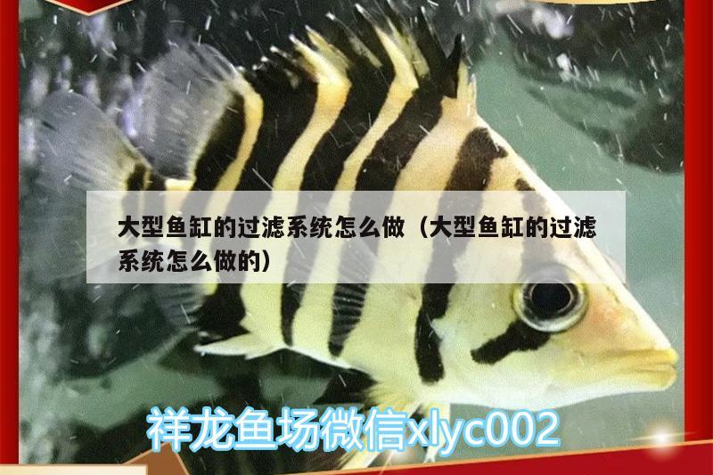 大型魚(yú)缸的過(guò)濾系統(tǒng)怎么做（大型魚(yú)缸的過(guò)濾系統(tǒng)怎么做的） 羅漢魚(yú)