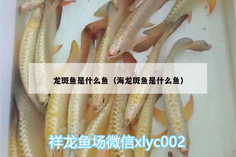 龍斑魚(yú)是什么魚(yú)（海龍斑魚(yú)是什么魚(yú)） 魚(yú)缸水泵