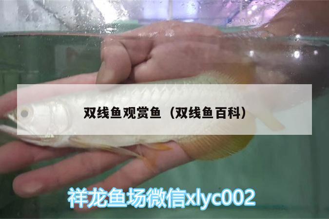 雙線魚觀賞魚（雙線魚百科） 魚缸水泵