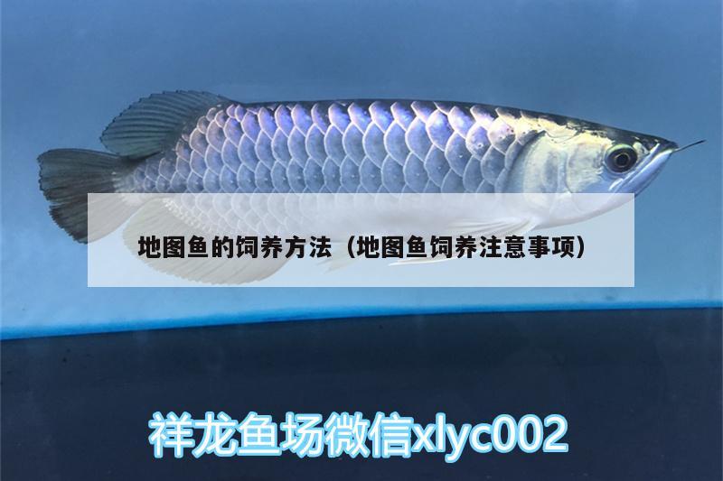 地圖魚的飼養(yǎng)方法（地圖魚飼養(yǎng)注意事項） 大白鯊魚苗