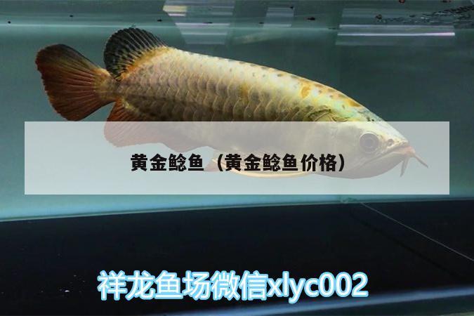 黃金鯰魚(yú)（黃金鯰魚(yú)價(jià)格） 黃金貓魚(yú)百科