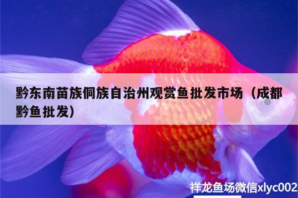 黔東南苗族侗族自治州觀賞魚批發(fā)市場(chǎng)（成都黔魚批發(fā)）