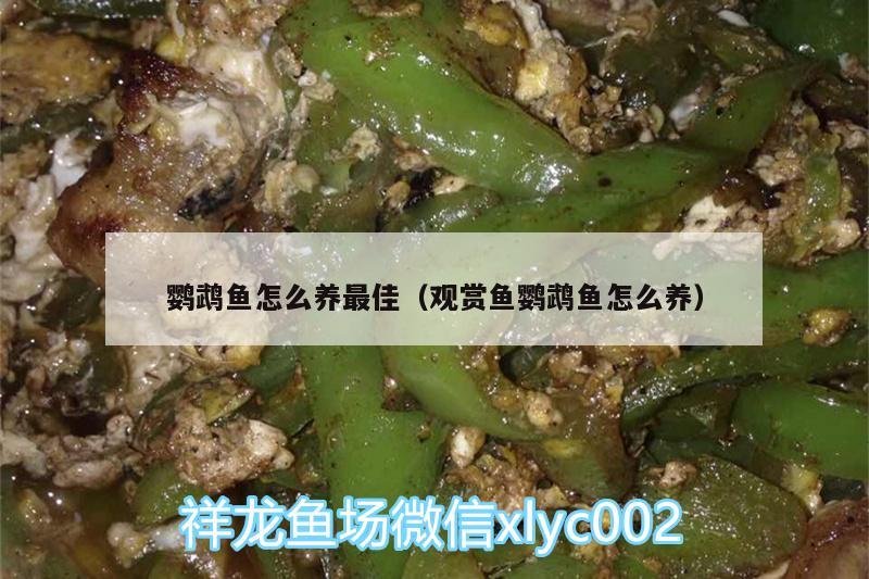 鸚鵡魚怎么養(yǎng)最佳（觀賞魚鸚鵡魚怎么養(yǎng)）