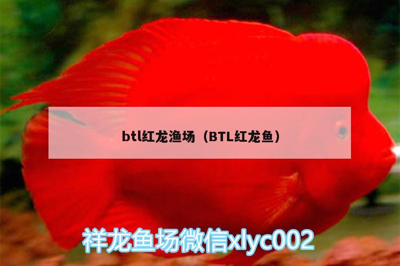 btl紅龍漁場(chǎng)（BTL紅龍魚）