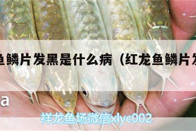 紅龍魚鱗片發(fā)黑是什么病（紅龍魚鱗片發(fā)黑怎么辦）