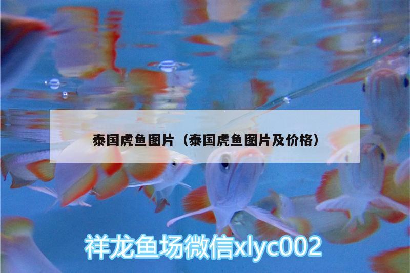 泰國(guó)虎魚圖片（泰國(guó)虎魚圖片及價(jià)格） 虎魚百科