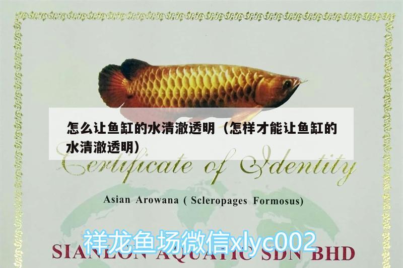 怎么讓魚缸的水清澈透明（怎樣才能讓魚缸的水清澈透明） 羽毛刀魚苗