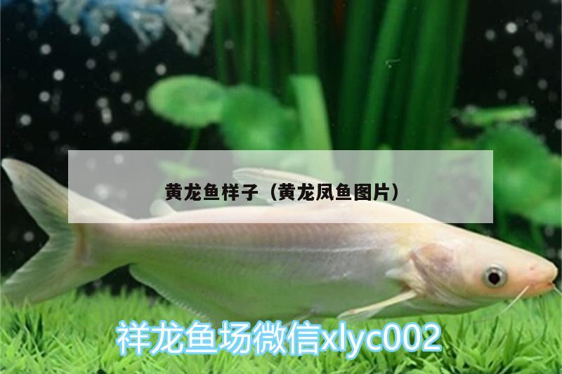 黃龍魚(yú)樣子（黃龍鳳魚(yú)圖片）