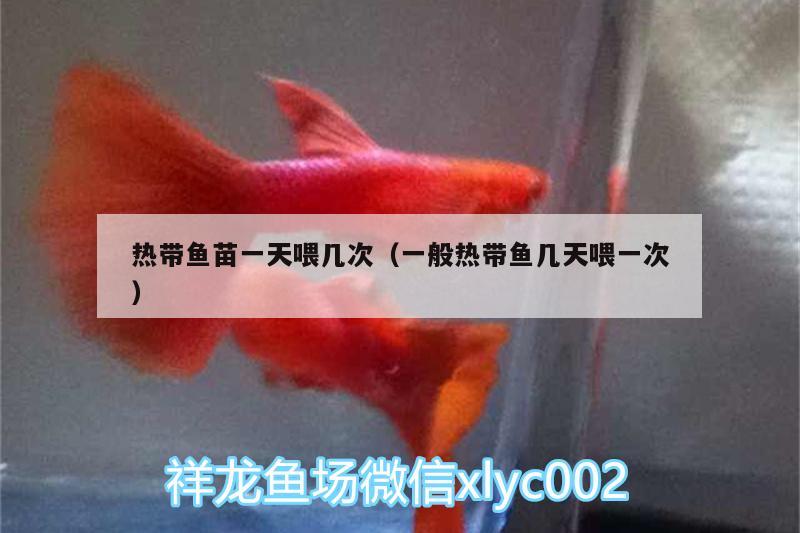 熱帶魚苗一天喂幾次（一般熱帶魚幾天喂一次）