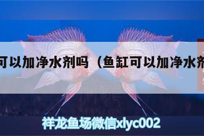 魚缸可以加凈水劑嗎（魚缸可以加凈水劑嗎視頻） 祥龍藍珀金龍魚