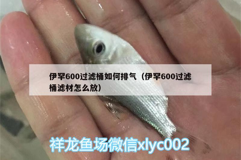 伊罕600過濾桶如何排氣（伊罕600過濾桶濾材怎么放） 伊罕水族