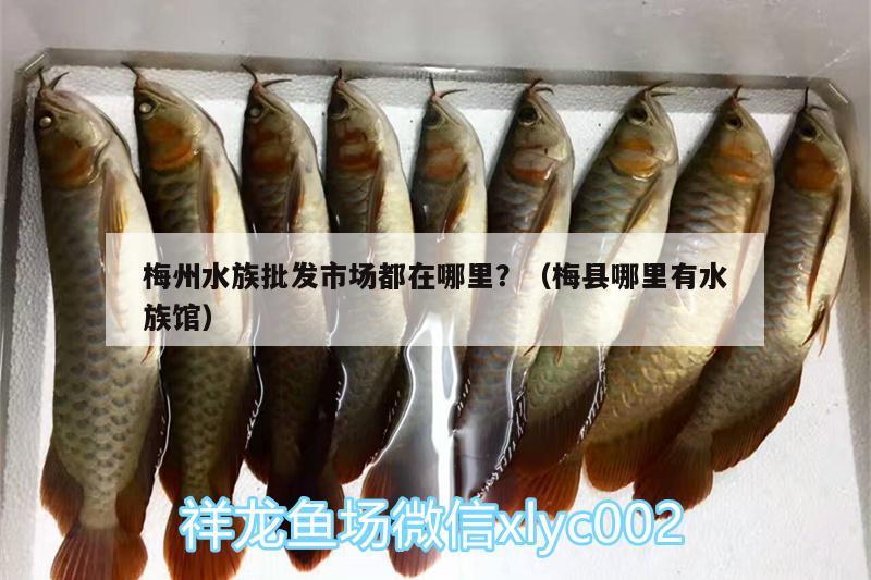 梅州水族批發(fā)市場都在哪里？（梅縣哪里有水族館） 觀賞魚水族批發(fā)市場