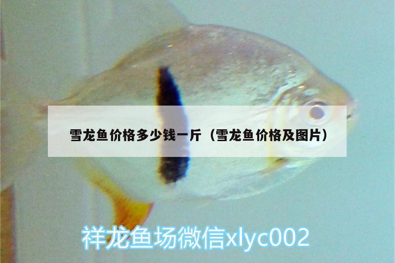 雪龍魚(yú)價(jià)格多少錢(qián)一斤（雪龍魚(yú)價(jià)格及圖片）