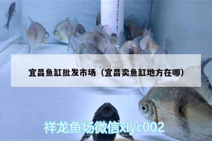 宜昌魚缸批發(fā)市場(chǎng)（宜昌賣魚缸地方在哪）