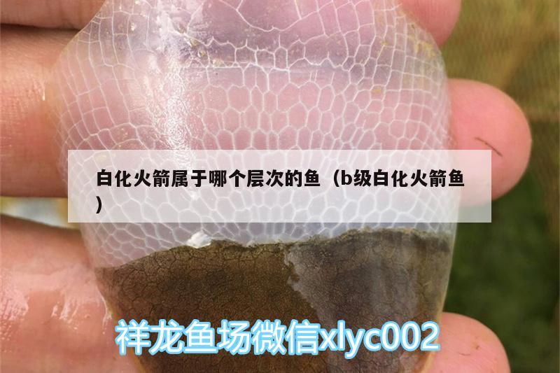 白化火箭屬于哪個(gè)層次的魚(yú)（b級(jí)白化火箭魚(yú)） 白化火箭