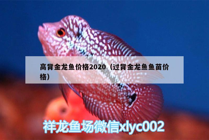 高背金龍魚價(jià)格2020（過(guò)背金龍魚魚苗價(jià)格） 高背金龍魚